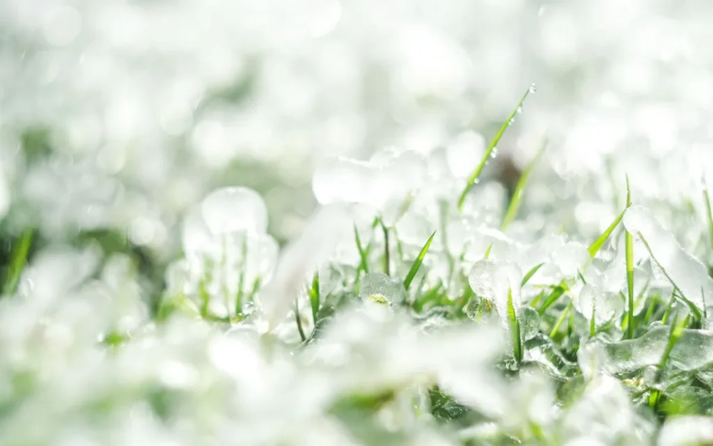 Hail on a green lawn after a summer storm in Rice Lake, MN